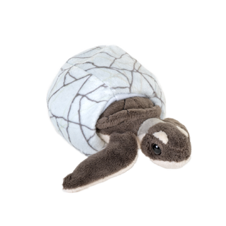 Hatchlings Green Sea Turtle 6"